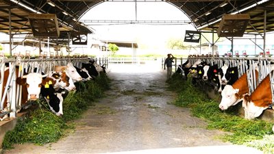 غدًا الأربعاء.. قافلة بيطرية تزور دنفيق جنوب قنا 