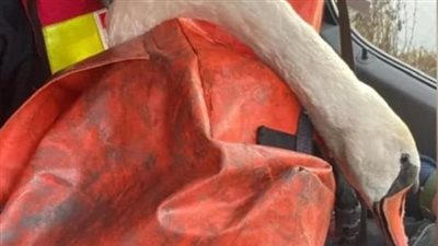 فرق الإنقاذ البريطانية تشكل خلية أزمة بسبب بجع عالقة في بحيرة متجمدة