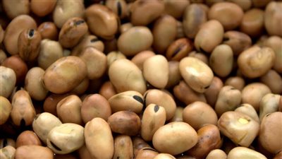 سعر الفول البلدي والمستورد اليوم الأحد لدى تاجر الجملة وبالأسواق