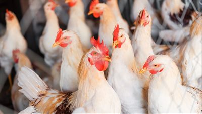 أسعار الدواجن اليوم الأربعاء في الأسواق والمزرعة