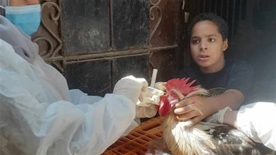 تحصين مليون طائر ضد مرض أنفلونزا الطيور بالمنيا 