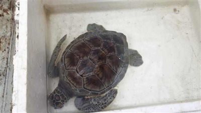 إنقاذ سلحفاة خضراء مهددة بالإنقراض في دمياط