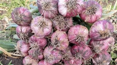 كيلو الثوم ب60 جنيهًا.. أسعار الخضروات والفاكهة بأسواق الفيوم 