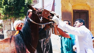 خدمات بيطرية لـ 514 رأس ماشية بقرية دنفيق جنوب قنا 