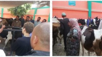 السبت القادم.. تحصين الماشية ضد مرض الجلد العقدى بالمنيا
