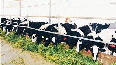 الثلاثاء.. بدء حملة تحصين الماشية بقرى قنا