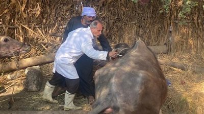 تحصين 651 ألف رأس ماشية ضد الحمى القلاعية والوادي المتصدع بالشرقية