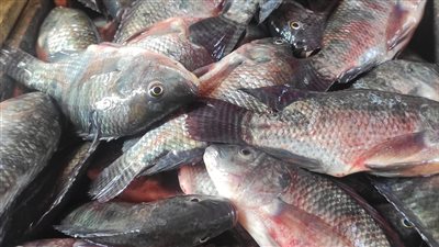 ارتفاع أسعار الأسماك بأسواق البحيرة