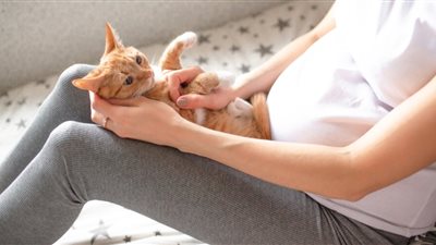 هل يسبب داء القطط إجهاض الحامل؟ (فيديو)