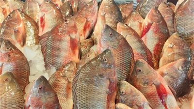 أسعار الأسماك اليوم الأحد في سوق العبور للجملة