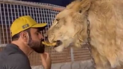  أسد يتناول قطع اللحم من فم صاحبه (صور)