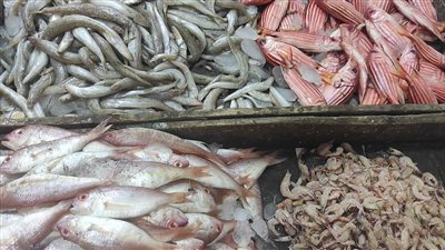 85جنيها كيلو البلطي بأسواق البحيرة اليوم الإثنين