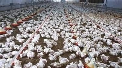 تحصين ٥٧ ألف طائر متنوع بلقاح إنفلونزا الطيور بكفرالشيخ