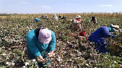 تفاصيل خطة كفر الشيخ لزراعة 100 ألف فدان من القطن (فيديو)