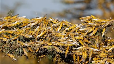 الجراد يغزو الحدود.. وروشتة عاجلة من 