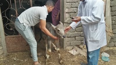 جامعة الزقازيق توجه قافلة بيطرية لقرية شمبارة الميمونة