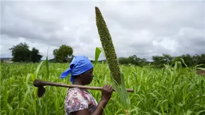  المقاصف المدرسية تحسن حياة المزارعين في كوت ديفوار