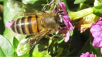  سم النحل أكثر ربحا من العسل في كينيا