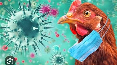 حقيقة انتشار انفلونزا الطيور من جديد