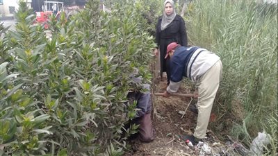 محافظ الدقهلية يتابع جهود المراكز والمدن لزراعة الاشجار المثمرة 