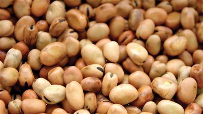 ارتفاع سعر الفول اليوم الخميس عند تاجر الجملة.. البلدي ولع