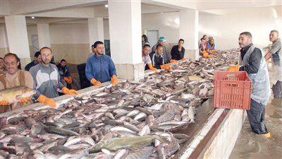 خبراء: عودة البروتين لموائد المواطنين ممكن بشروط