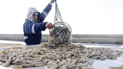 الأسماك.. وجبة غائبة عن معظم الموائد