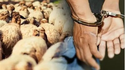 القبض على عصابة متخصصة في سرقة المواشي بالفيوم 