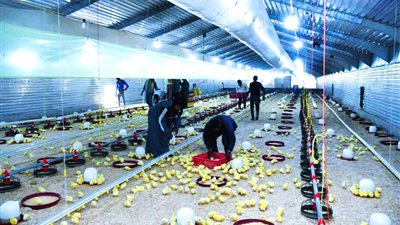 أمن غذائي قنا يستقبل دفعة جديدة من الدواجن 