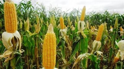 تراجع سعر طن الذرة خلال تعاملات اليوم الجمعة في الأسواق