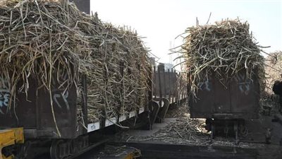 حالة من الارتياح تعم أوساط المزارعين بعد رفع أسعار توريد قصب السكر