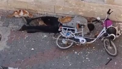 شاهد.. قناص إسرائيلي يقتل فلسطيني خلال بحثه عن طعام والقطط تجلس بجوار جثمانه