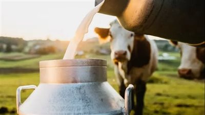 أيهما أفضل.. تناول الحليب البقري أم الجاموسي