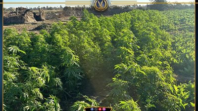 مداهمة 16 فدان أفيون وحشيش وضبط 16 عنصرا شديد الخطورة بأسيوط