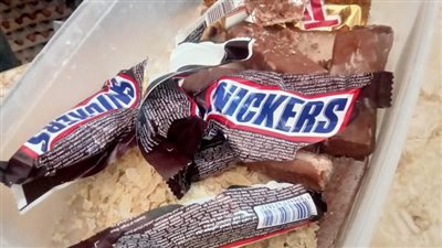  إحالة 315 مخالفة تموينية إلى النيابة العامة بالدقهلية 