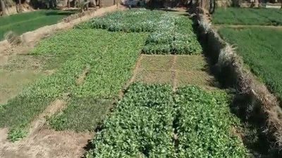 أمن أسيوط ينهي أسطورة المخدرات بجزيرة بني محمد والقبض علي 16 عنصرا