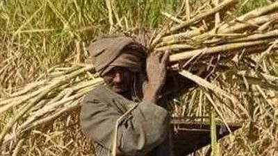 بدء موسم حصاد محصول قصب السكر بسوهاج