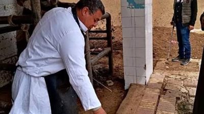 بيطري الشرقية يُجري المسح التناسلي الشامل لـ 4000 رأس ماشية 