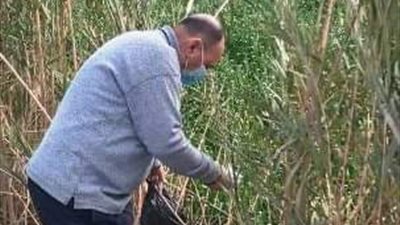 جهود زراعة الشرقية لحماية محصول القمح من القوارض