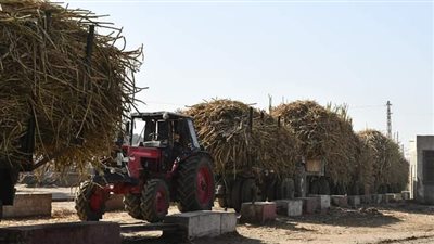 عقب زيادة الأسعار.. ارتفاع معدلات توريد القصب لمصانع السكر بقنا