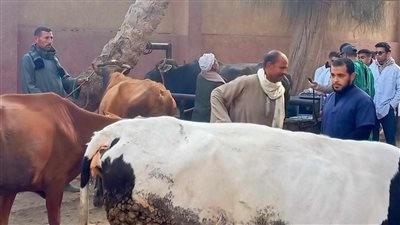 الزراعة: علاج وفحص 6 آلاف رأس ماشية مجانًا ببني سويف