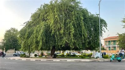 دافئ مشمس نهارًا.. شديد البرودة ليلًا بالإسماعيلية