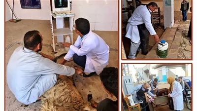 المسح التناسلي والتلقيح الإصطناعي لـ 6528 رأس ماشية  في الشرقية