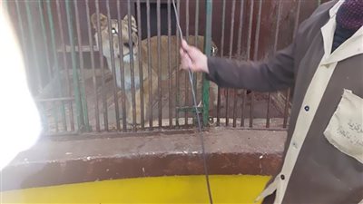   سطوع شمس الاسكندرية واقبال المواطنين على حديقة الحيوان لتوديع اجازة نصف العام 