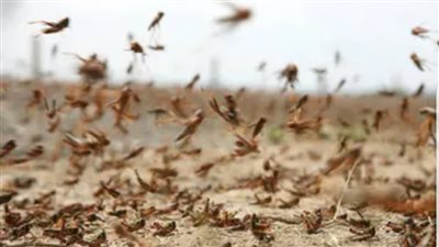 فرق مكافحة الجراد  بالبحر الأحمر تواصل أعمالها للاسبوع الثالث 