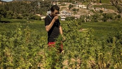 واقعة غريبة.. الحشيش المغربي يتحول لسلاح ضد إسرائيل