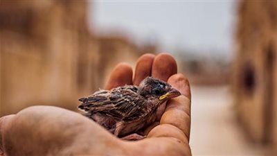 الرحمة في الإسلام