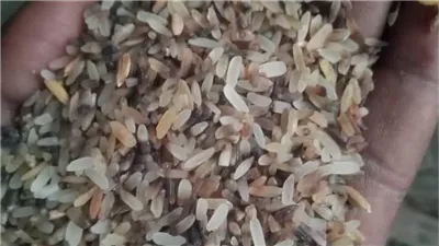 النيجيريون يلجأون إلى الأرز للتخلص من ازمة الطعام