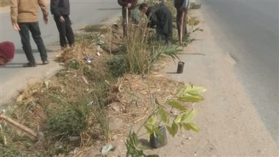 زراعة أشجار مثمرة وزينة بالمنيا