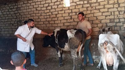 حملات بيطرية مكثفة على مزارع الدواجن والماشية بالإسماعيلية 